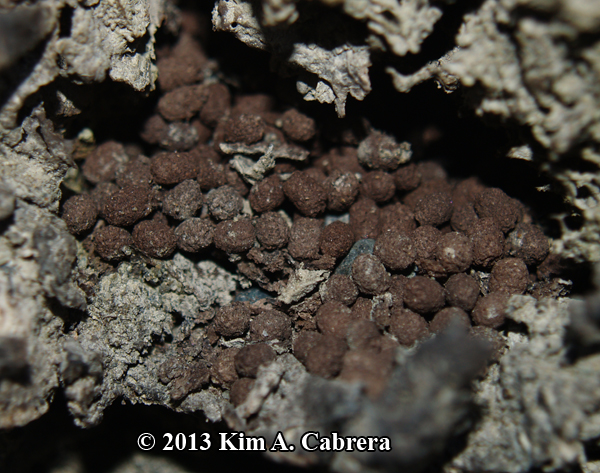 millipede scat