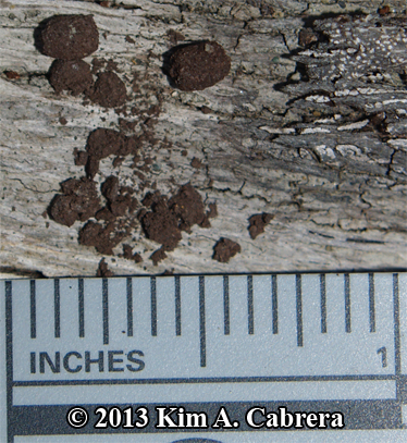 size of millipede scats