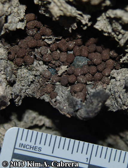scat accummulation from a
                  millipede