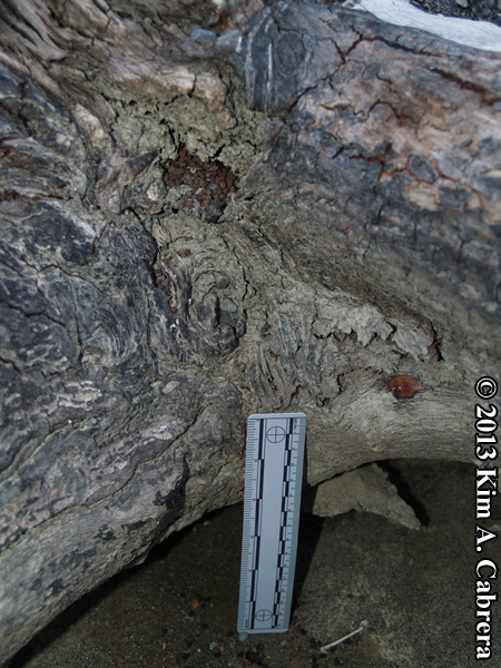 millipede scat in log