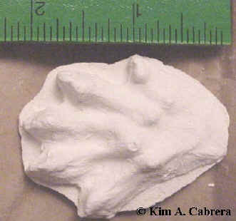 Mink track cast in
                  plaster.