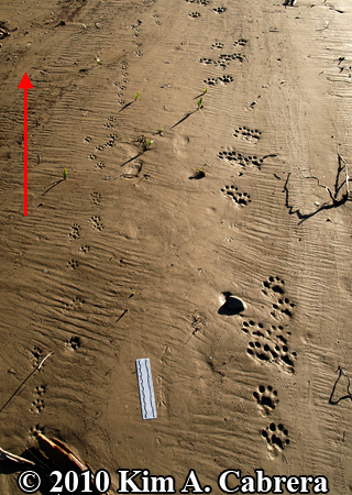 Mink
                    trails on the left. Otter trails on the right. Photo
                    copyright Kim A. Cabrera