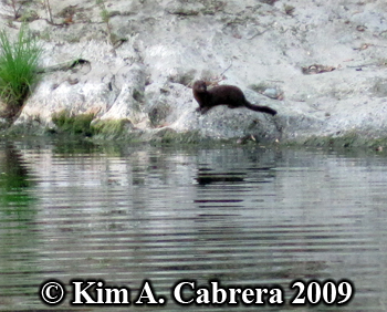 wild Mink. Photo
                  copyright Kim A. Cabrera