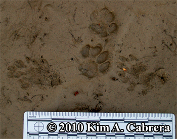 Mink trail
                    crossed by tracks of a domestic cat. Photo copyright
                    Kim A. Cabrera