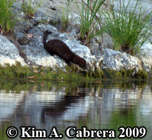 Wild
                    Mink hunting. Photo copyright Kim A. Cabrera