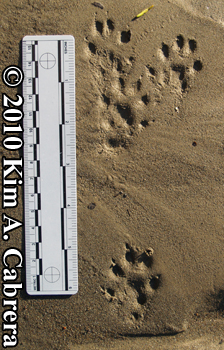 Mink
                    bounding gait. Photo copyright Kim A. Cabrera