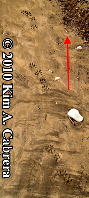Mink trot.
                  Photo copyright Kim A. Cabrera