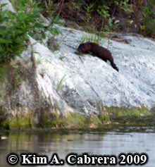 Mink on
                      rocks. Photo copyright Kim A. Cabrera