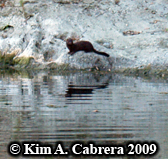 Mink.
                      Photo copyright Kim A. Cabrera