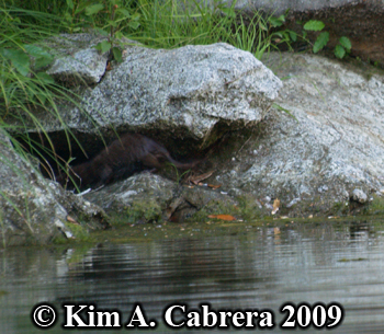 Mink
                    retreating under a rock. Photo copyright Kim A.
                    Cabrera
