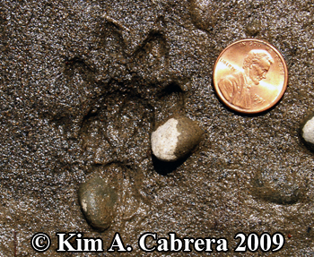 One Mink
                  track. Photo copyright Kim A. Cabrera