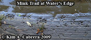 Mink trail
                  near water. Photo copyright Kim A. Cabrera