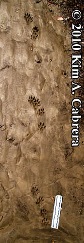 Mink
                  trotting trail in mud. Photo copyright Kim A. Cabrera