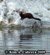 Mink.
                    Photo copyright Kim A. Cabrera