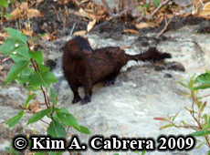 Mink spotted
                    along the Eel River. Photo copyright Kim A. Cabrera