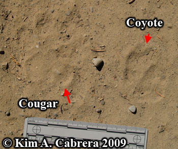 mountain lion track and coyote track. Photo
                  copyright Kim A. Cabrera 2009.