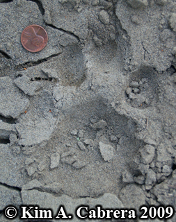 beautiful left front mountain lion track in
                    sand. Photo copyright Kim A. Cabrera 2009.