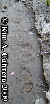 mountain lion trail. Photo copyright Kim A.
                  Cabrera 2009.