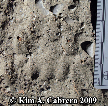 detailed mountain lion track. Photo copyright Kim
                  A. Cabrera 2009.