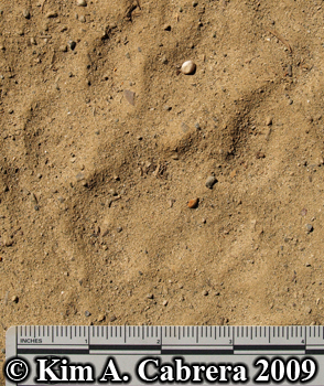 mountain lion track in sand. Photo copyright Kim
                  A. Cabrera 2009.