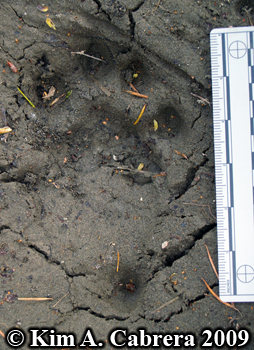 mountain lion track left front foot. Photo
                  copyright Kim A. Cabrera 2009.