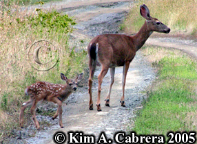 Doe and
                      small fawn. Photo copyright by Kim A. Cabrera
                      2005.