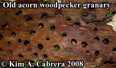 Old acorn woodpecker granary tree. Photo
                      copyright by Kim A. Cabrera 2008.