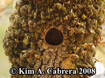 Acorn woodpecker nest hole. Photo copyright
                      by Kim A. Cabrera 2008.