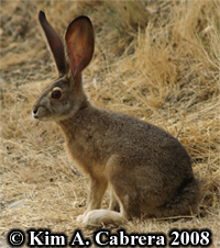 Young
                      jackrabbit. Photo copyright by Kim A. Cabrera.
                      2008.