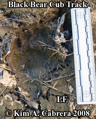 Black bear cub track. Photo copyright by
                          Kim A. Cabrera 2008.
