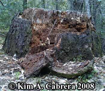 Stump torn open by black bear. Photo
                      copyright Kim A. Cabrera 2008.