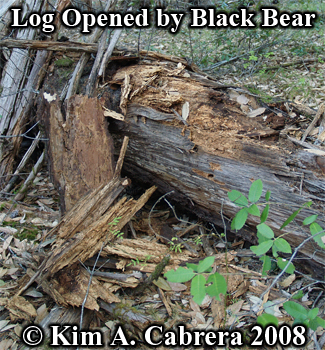 Log torn open by black bear. Photo copyright
                      Kim A. Cabrera 2008.