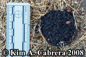 Black bear scat
                  composed of blackberries. Photo copyright by Kim A.
                  Cabrera 2008.