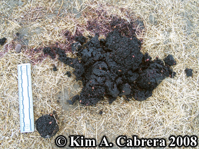 Black
                  bear scat composed of blackberries. Photo copyright by
                  Kim A. Cabrera 2008.