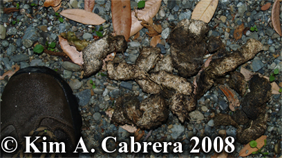 Black bear scat composed of grass.
                            Photo copyright Kim A. Cabrera 2008