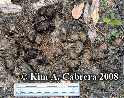 Black bear scat composed of grass.
                            Photo copyright Kim A. Cabrera 2008