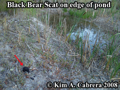 Location of
                  Black bear scat composed of plum pits and
                  blackberries. Photo copyright by Kim A. Cabrera 2008.