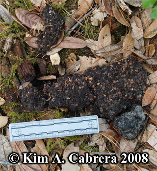 Bear scat
                  composed of seeds. Photo copyright by Kim A. Cabrera
                  2008.
