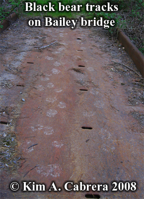 Tracks of a mother bear and two cubs
                          crossing a bridge. Photo copyright Kim A.
                          Cabrera 2008.