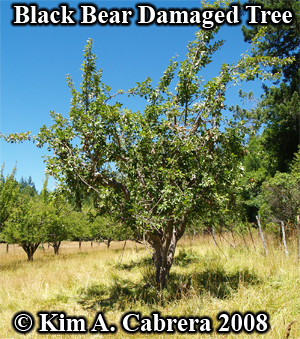 Apple tree showing damage caused by a
                          black bear. Photo copyright by Kim A. Cabrera
                          2008.