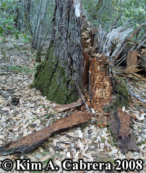 Stump torn open by black bear. Photo
                      copyright Kim A. Cabrera 2008.
