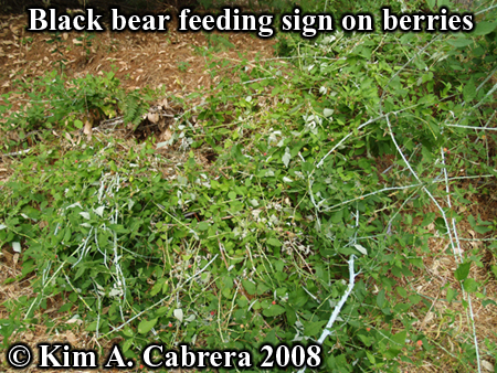 Black bear feeding signs in blackberry
                          plants. Photo copyright by Kim A. Cabrera
                          2008.