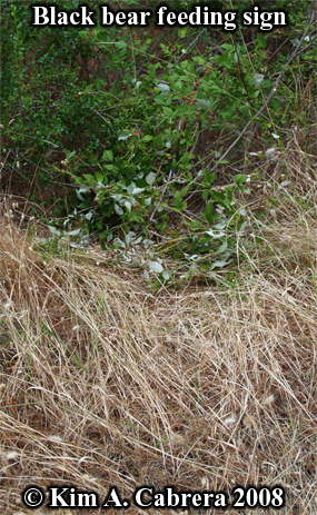 Black bear feeding sign on berry vines.
                          Photo copyright Kim A. Cabrera 2008.