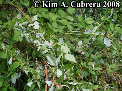 Black bear feeding signs on berry
                            plants. Photo copyright Kim A. Cabrera
                            2008.