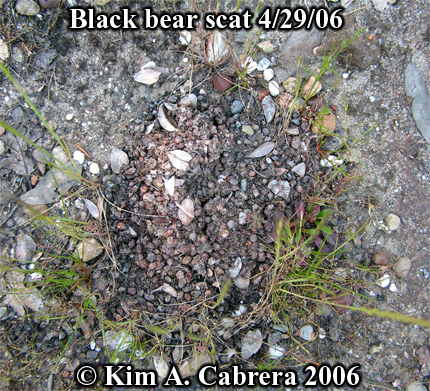 black bear scat composed of seeds.
                          Provided as an aging comparision with earlier
                          photos of the same scat. Photo copyright by
                          Kim A. Cabrera 2006.