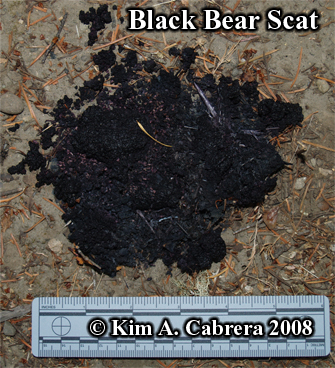 Black bear scat or droppings. Photo
                          copyright Kim A. Cabrera 2008.
