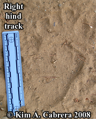 Black bear track. Photo copyright Kim
                            A. Cabrera 2008.