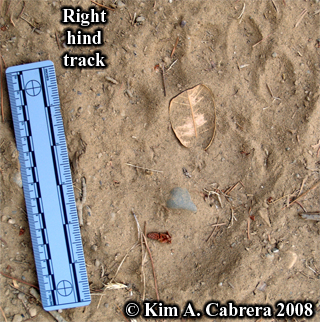 Black bear footprint. Photo copyright
                            Kim A. Cabrera 2008.
