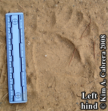 Black bear pawprint. Photo copyright Kim
                          A. Cabrera 2008.