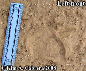 Black bear front track. Photo copyright
                            Kim A. Cabrera 2008.